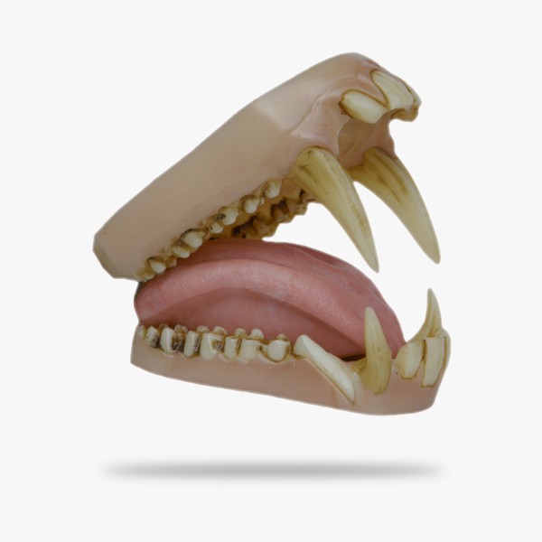 JN052.gif_product_product