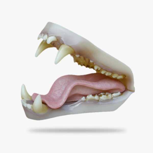 JN004.gif_product_product