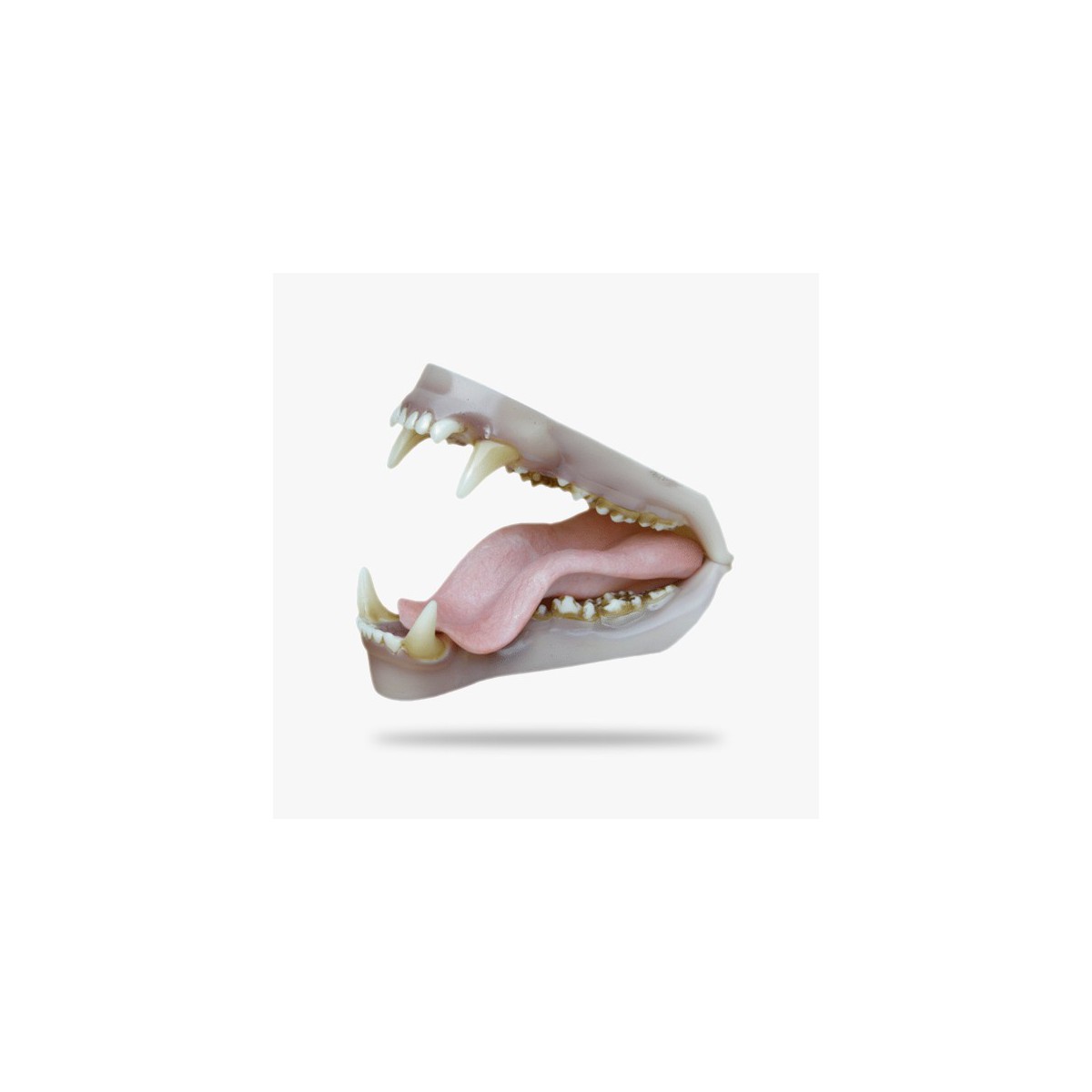 JN002.gif_product_product
