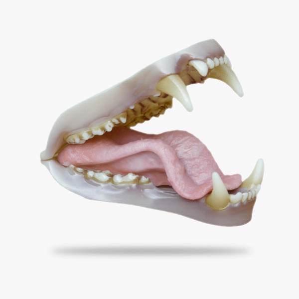 JN003.gif_product_product
