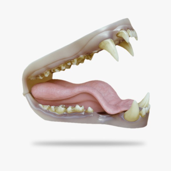JN005.gif_product_product