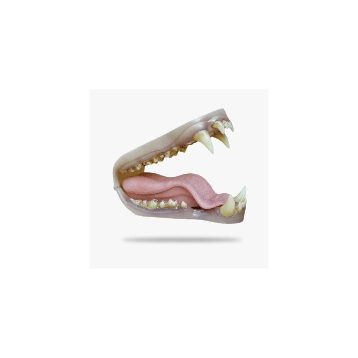 JN005.gif_product_product