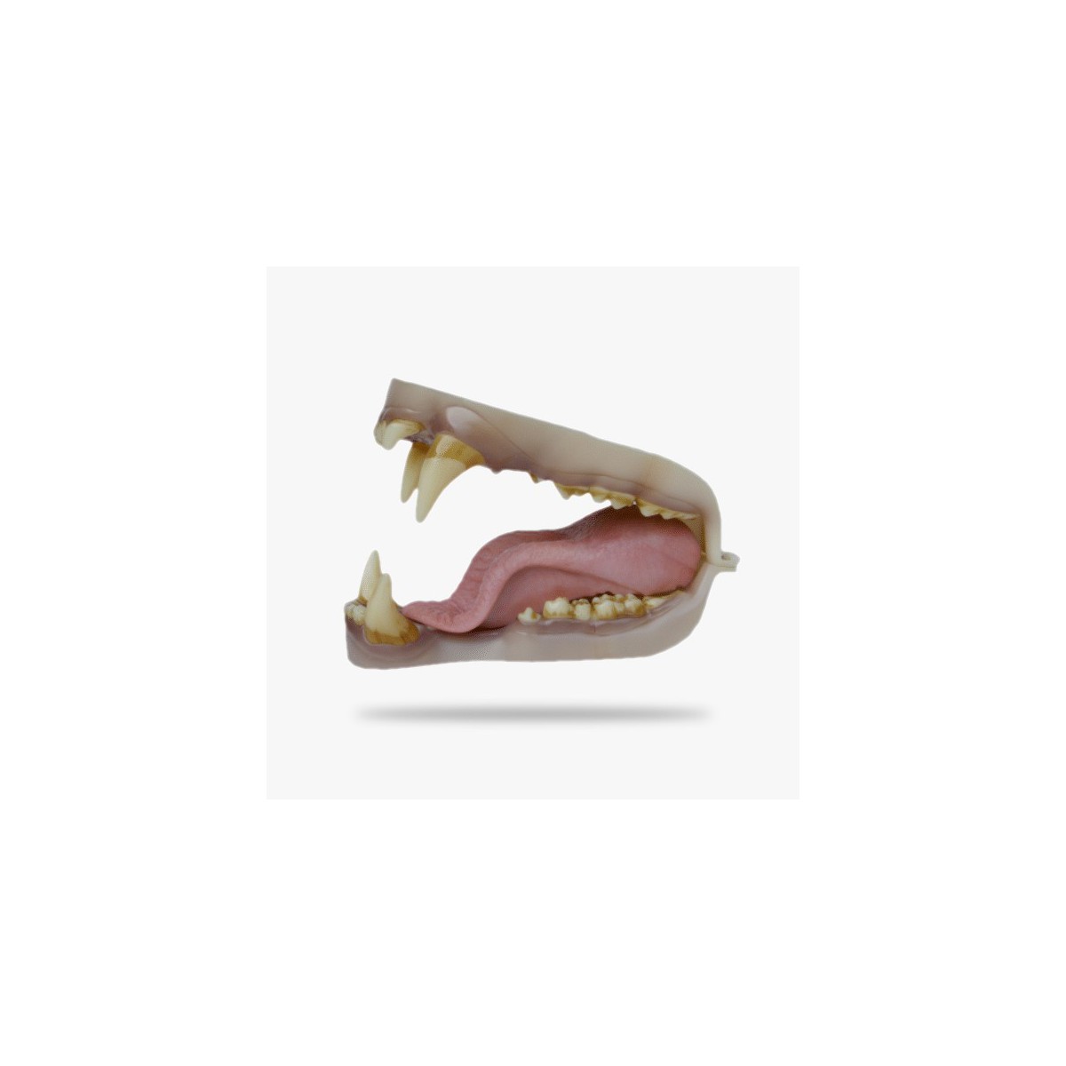 JN006.gif_product
