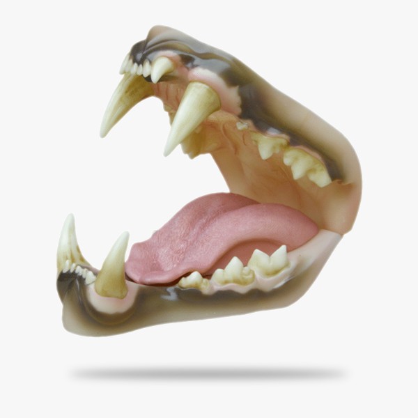 JN036.gif_product_product