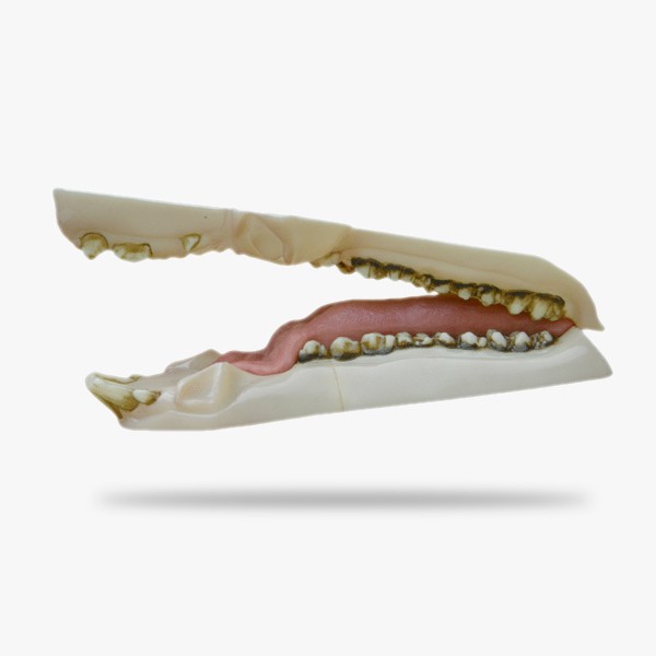 JN045.gif_product