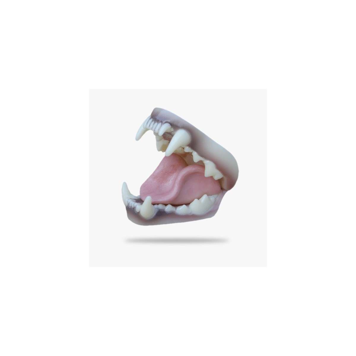 JN018.gif_product_product