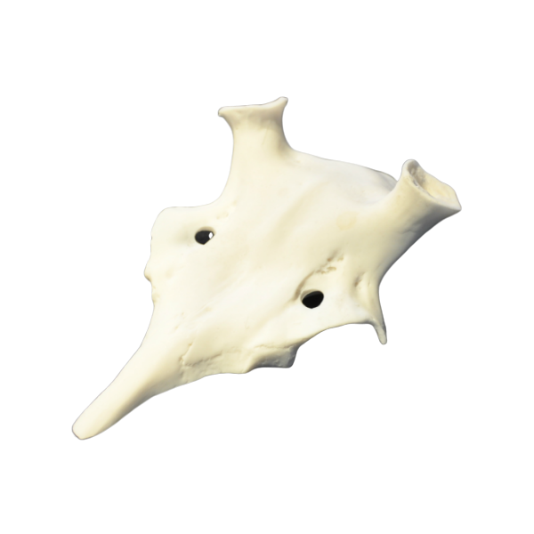 FRONTAL GAMO.png_product
