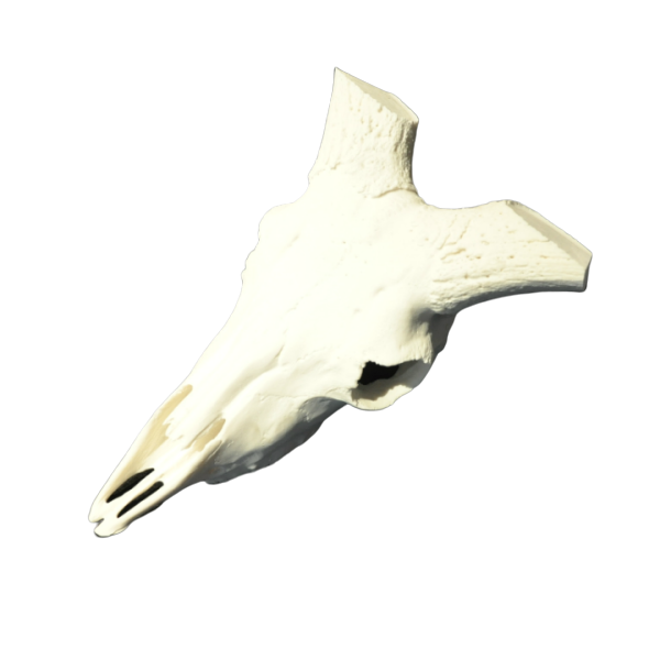 CRANEO MUFLON.png_product_product_product