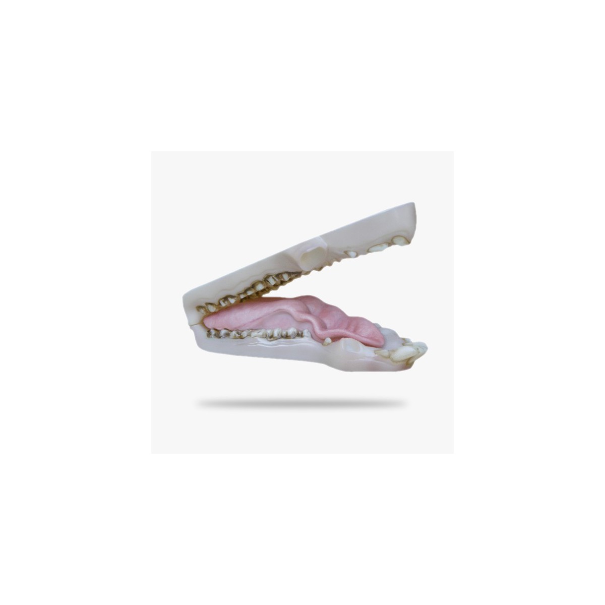 JN028.gif_product_product