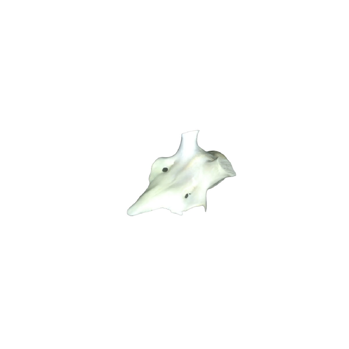 Nuevo proyecto frontal.png
