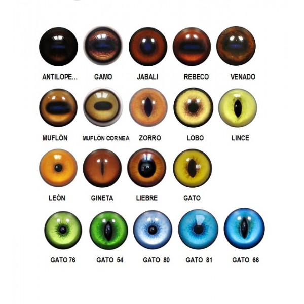 ojos mamíferos plástico