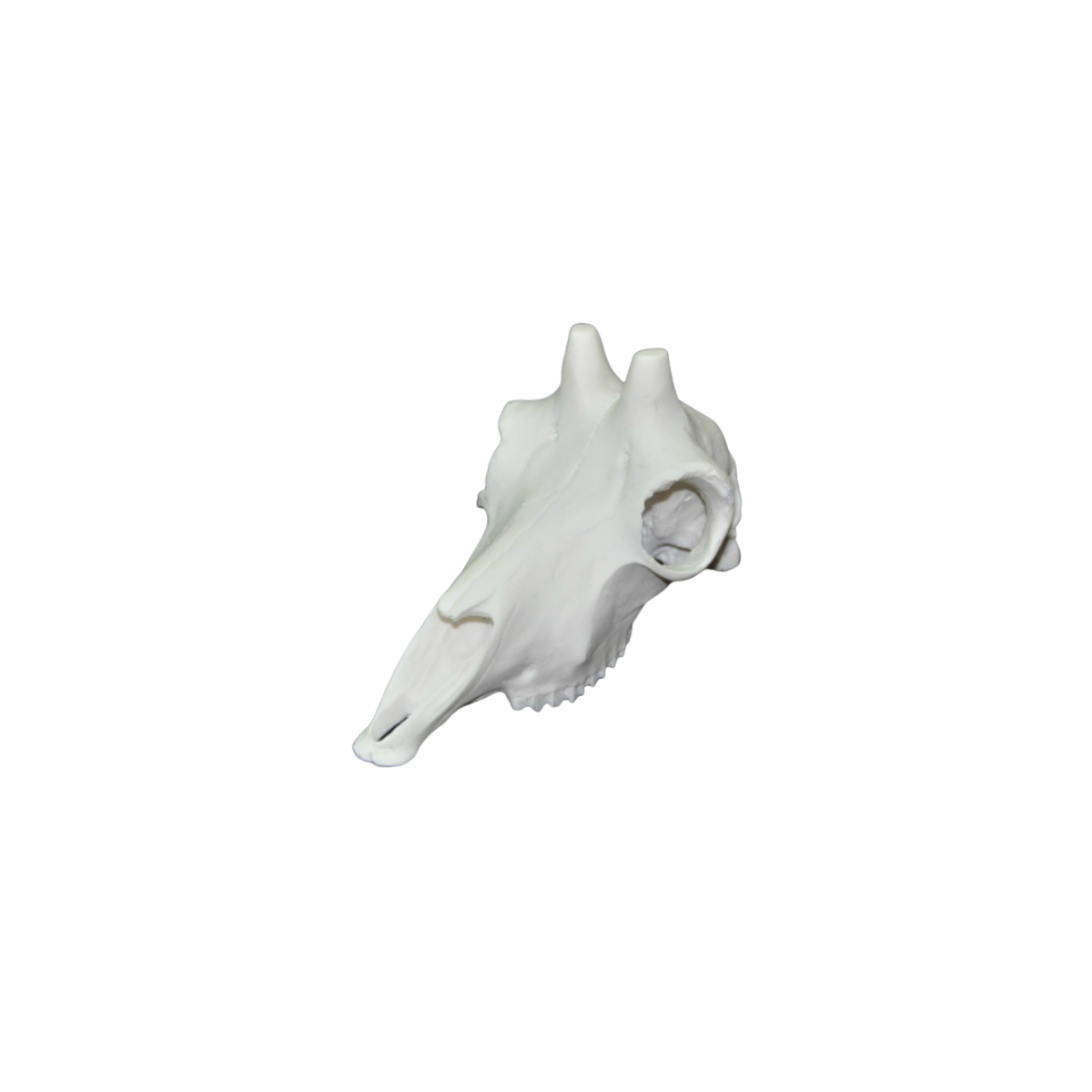 craneo rebeco1.png_product