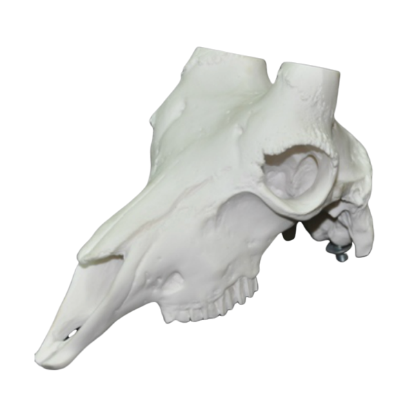 craneo macho montes.png_product