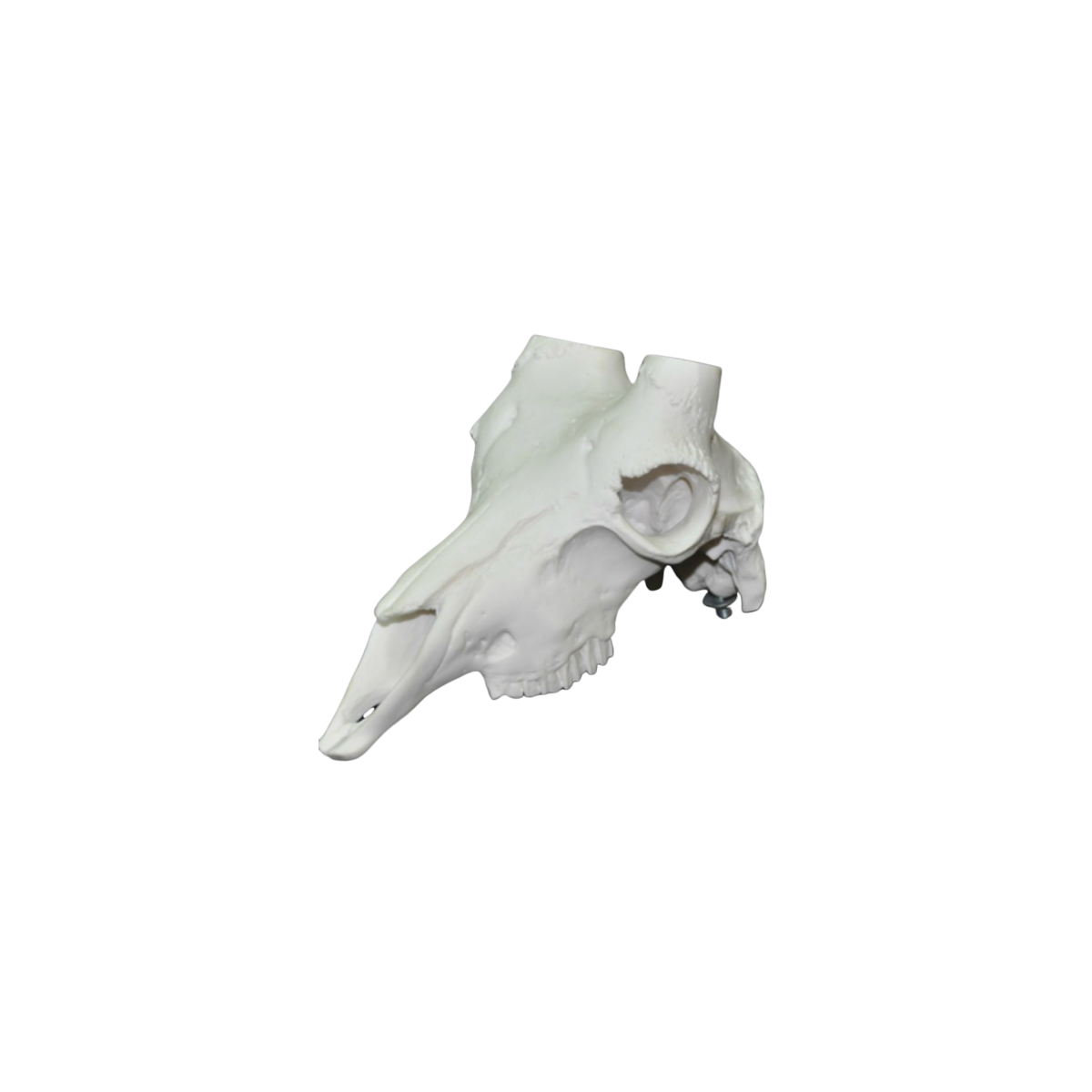 craneo macho montes.png_product