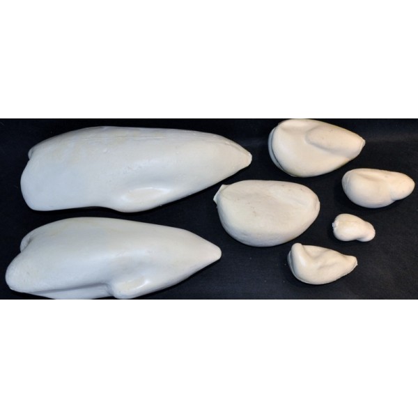 Moldes para aves