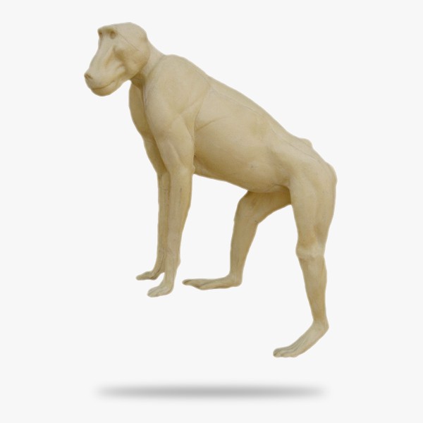 Babuino (Papio ursinus)_product