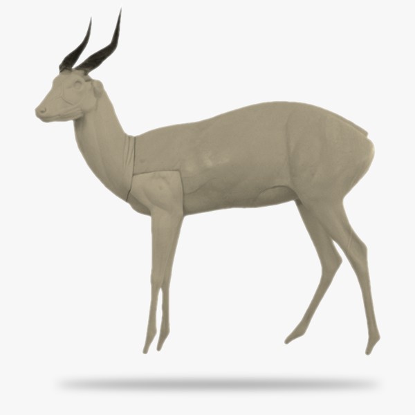 Antílope jeroglífico o bosbok (Tragelaphus scriptus)_product_product