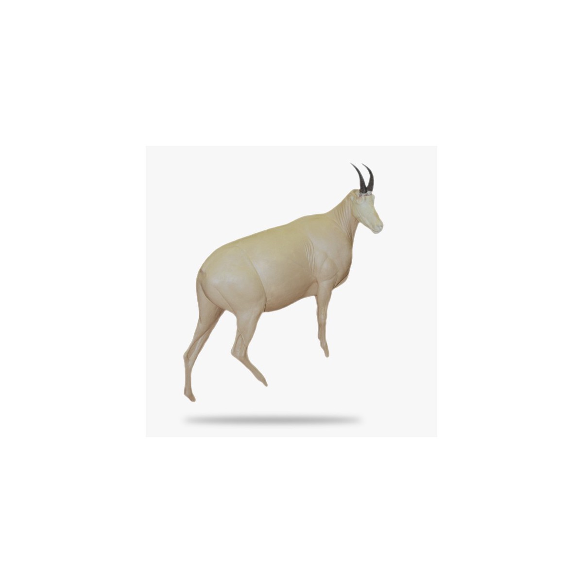 SO-G-SHZ2-R.gif_product