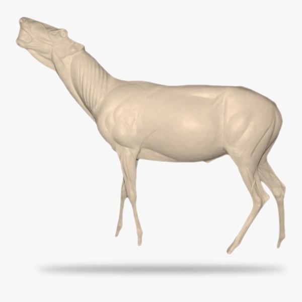 SO-G-RH8-S-L.gif_product