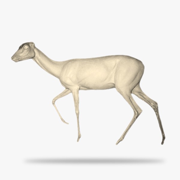 G-R1-W-L.gif_product