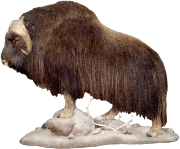 Muskox