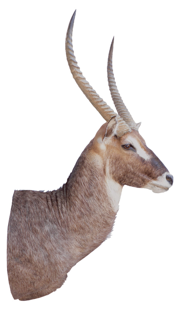 antilope acuatico cabeza
