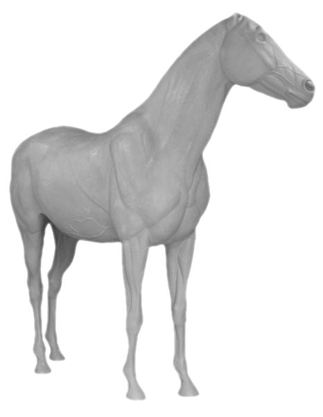 caballo