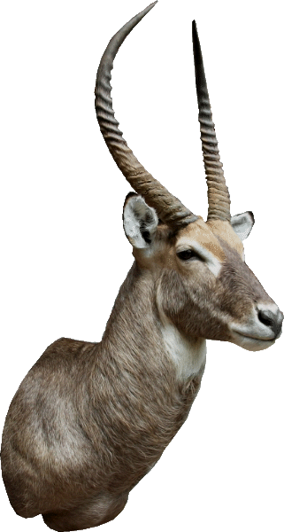 cabeza antilope acuatico