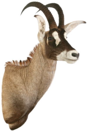 cabeza antilope ruano