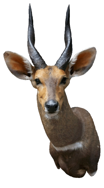 cabeza bosbok
