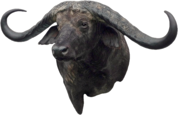 cabeza bufalo del cabo