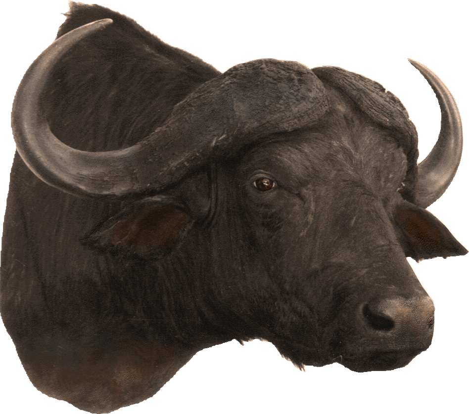 cabeza bufalo marron