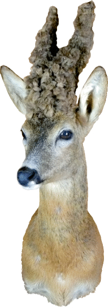cabeza capreolus