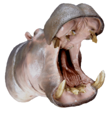 cabeza de hipopotamo