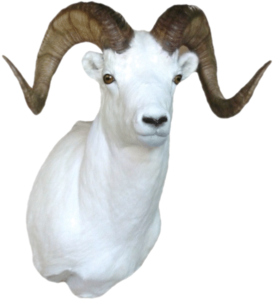 cabeza de muflon