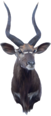 cabeza de nyala