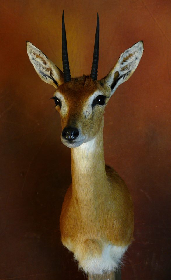cabeza de oribi