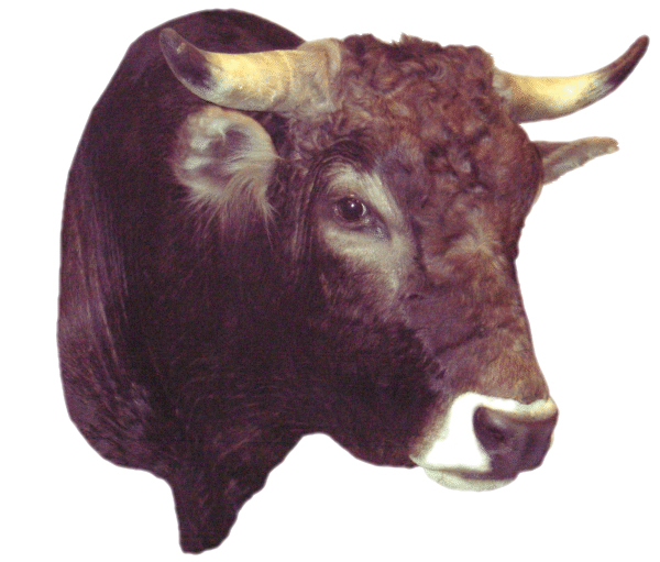 cabeza de toro