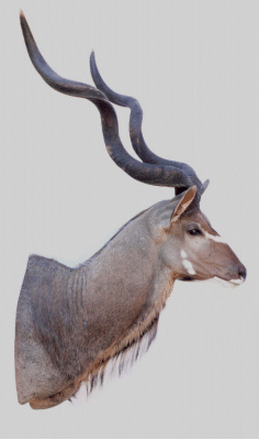 cabeza kudu mayor