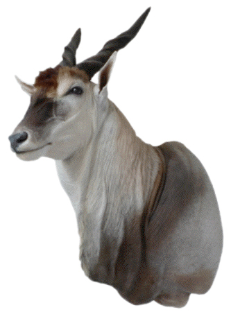 cabeza oryx