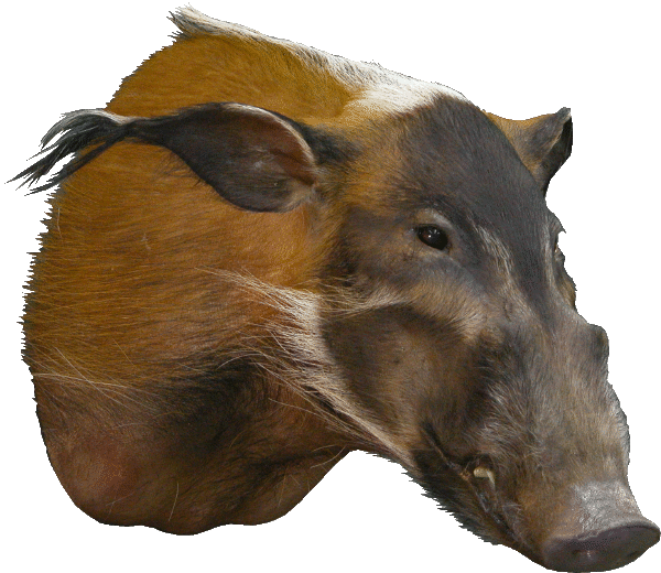 cabeza potamoquero