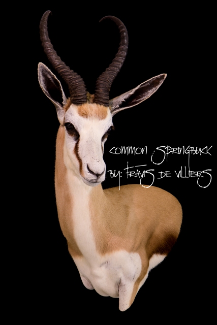 cabeza springbok pedestal