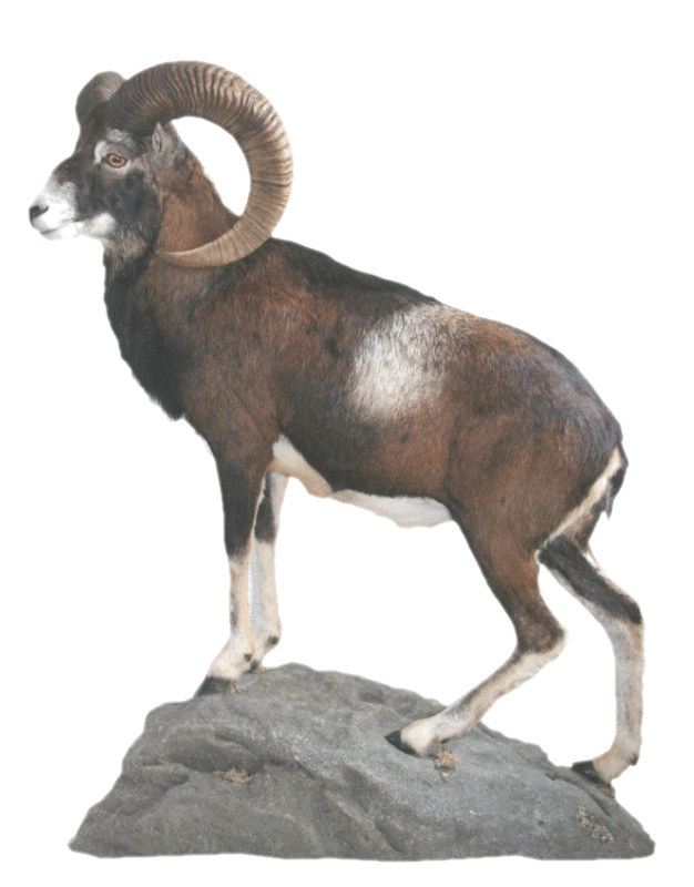 cabra mediana pequena