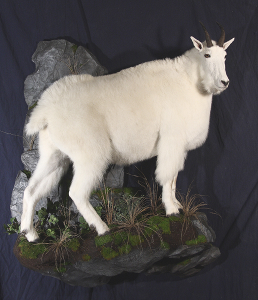 cabra montesa