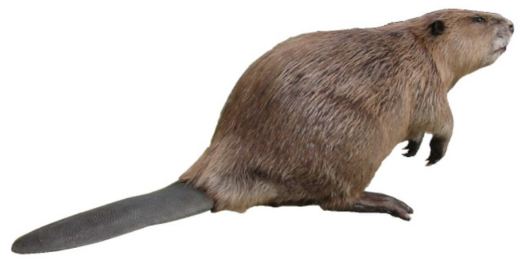 castor
