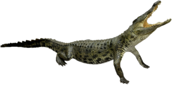 cocodrilo 4m