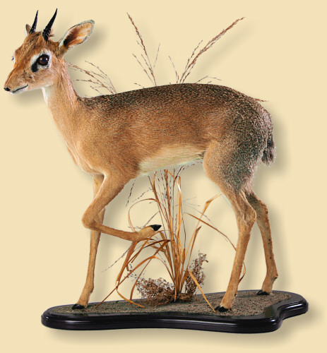 dik dik