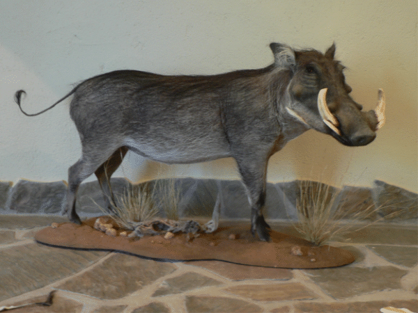 jabali