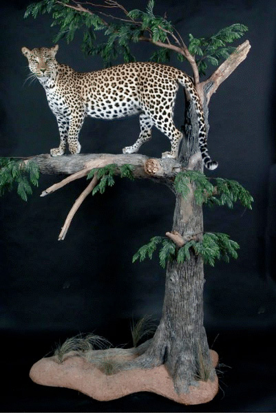 leopardo mediano