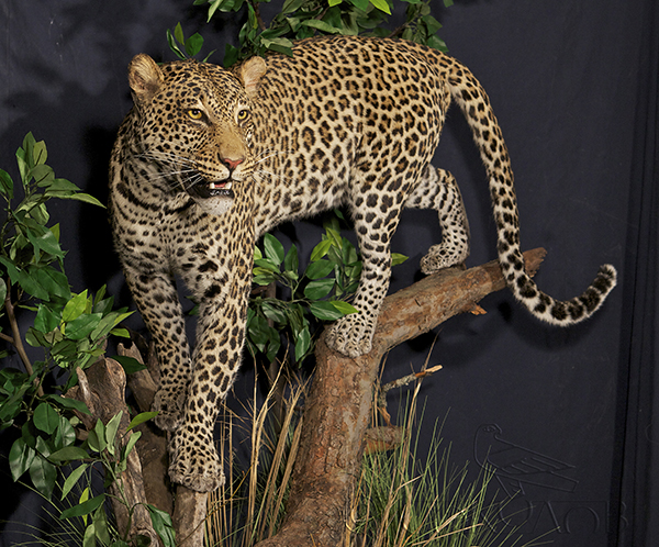 leopardo pedestal